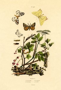 Magpie Moth by French School